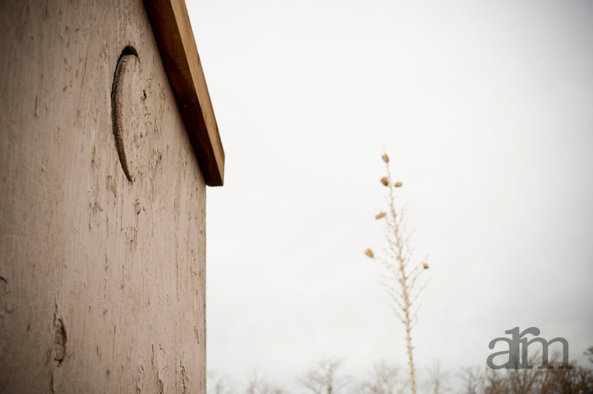 Sometimes getting the focus sharp and cutting out all the crap really makes an image pop. This one looks so ethereal. Plus it's a crapper- fun!