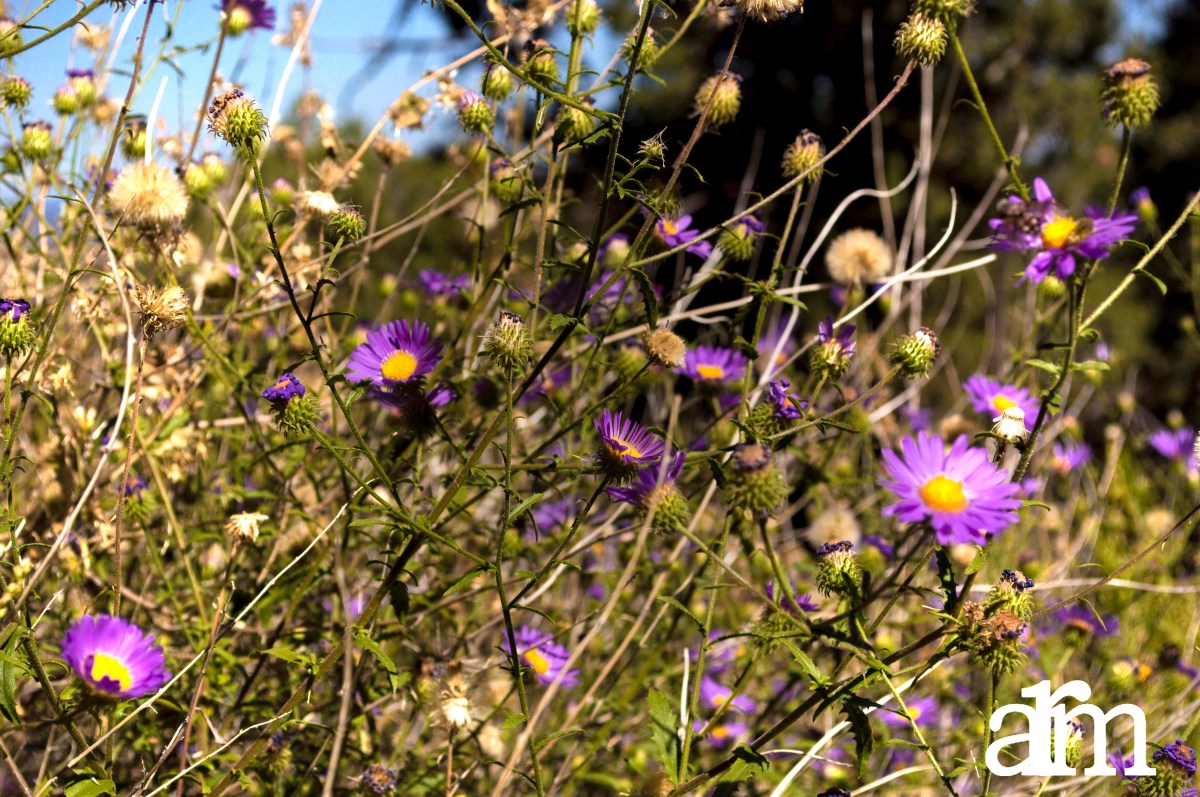 Fall Flowers in New&nbsp;Mexico